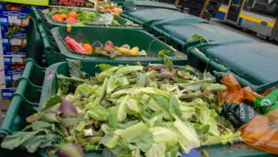 Understanding Food Waste